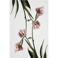 Miniatyrbillede 5 af 5: Wekity Tulip Vægkunst Lærredsprint Plakat, Simpel Mode Kunst Tegning Dekoration til Hjemmet Stue Soveværelse Kontor og Børneværelse (Sæt med 3 Uindrammede)
