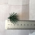 Miniatyrbillede 1 af 11: 10 stk. fyrgrene kunstig falsk plante kunstig blomstergren julefest dekoration DIY tilbehør buket gaveæske geen small