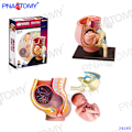 Pikkukuva 10 / 11: 4D MASTER IHMISEN ANATOMISET MALLIT DIY-LELUT KEHON ANATOMIAN OPETUSTYÖKALU AIVOT SYDÄN LUUROKO KORVA VARTALO KÄSI NENÄ POLVINIVEL SILMÄ Brain 32Parts