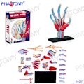 Pikkukuva 7 / 11: 4D MASTER IHMISEN ANATOMISET MALLIT DIY-LELUT KEHON ANATOMIAN OPETUSTYÖKALU AIVOT SYDÄN LUUROKO KORVA VARTALO KÄSI NENÄ POLVINIVEL SILMÄ Brain 32Parts