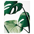 Miniatyrbillede 5 af 5: Wekity Ord Kunst og Plante Blad Sammensætning af Kunst Lærredsprint Plakat, Simpel Mode Kunst Tegning Indretning til Hjem Stue Soveværelse Kontor (Sæt med 3 U