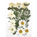 Miniatyrbild 8 av 11: 1 Förpackning Torkade Blommor Harts Naturliga Blomsterdekaler Torkad Skönhetsdekal För DIY Epoxiharts Fyllning Smyckesdekoration 01
