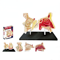 Pikkukuva 1 / 11: 4D MASTER IHMISEN ANATOMISET MALLIT DIY-LELUT KEHON ANATOMIAN OPETUSTYÖKALU AIVOT SYDÄN LUUROKO KORVA VARTALO KÄSI NENÄ POLVINIVEL SILMÄ Nose 7Parts