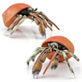 Miniatyrbillede 2 af 4: Simuleringsmodel af havdyr, eremitkrebs, nautilus, akvariumpynt, figurer, actionfigurer, børns pædagogiske legetøjsgave A