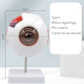 Miniatyrbilde 1 av 6: Øyemodell Anatomisk Øyemodell Medisinsk Læremiddel Undervisningsinstrument 6X Forstørret Menneskelig Øye Anatomisk Modell A