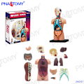 Pikkukuva 2 / 11: 4D MASTER IHMISEN ANATOMISET MALLIT DIY-LELUT KEHON ANATOMIAN OPETUSTYÖKALU AIVOT SYDÄN LUUROKO KORVA VARTALO KÄSI NENÄ POLVINIVEL SILMÄ Nose 7Parts