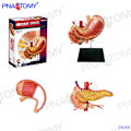 Pikkukuva 1 / 11: 4D MASTER IHMISEN ANATOMISET MALLIT DIY-LELUT KEHON ANATOMIAN OPETUSTYÖKALU AIVOT SYDÄN LUUROKO KORVA VARTALO KÄSI NENÄ POLVINIVEL SILMÄ Stomach 12Parts