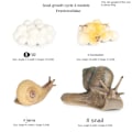 Miniatyrbild 5 av 6: Simulering Insekt Djur Livscykel Modell Månguden Månefjäril Grön Svans Månformad Silkesmask Fjäril Barn Pedagogisk Leksak Gåva Moon moth growth cycle (4 sets)