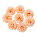Miniatyrbillede 5 af 9: Kunstige Blomster 5CM Silke Rose Hoved Bryllup Sina Håndbuket Fest Hjem Have DIY Dekor Julegave Krans Scrapbooking random color 10pcs