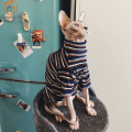 Miniatyrbild 2 av 4: Kattkläder för Sphinx Nakenkatt Randiga Kläder Varm Stickad Tröja Husdjurskläder Katt Leverantör XS till XL Navy Blue S