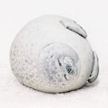 Pikkukuva 2 / 5: Hyljeeläinpehmolelu, Pyöreä Hyljepehmolelu, Ihastuttava Hyljepehmolelu Puuvillasta White 30cm