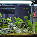 Miniatyrbillede 2 af 5: 200W Akvarie Varmelegeme Automatisk Termostat Ekstern Justerbar