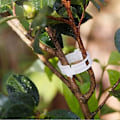Miniatyrbillede 4 af 5: 100 stk. Haveklemmer til planter, til at binde planter, snor, espalier