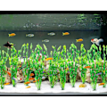 Miniatyrbillede 4 af 5: Kunstig Havgræs Vandplante til Akvarium, Plast Fisketank Pl