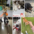 Miniatyrbillede 3 af 5: Hunde bold, tyggelegetøj, uforgængeligt, med snor, interaktiv, Sol