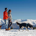 Miniatyrbillede 5 af 5: Hunde line, hunde line med blødt polstret håndtag, meget reflekterende T
