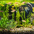 Miniatyrbillede 4 af 5: 30cm Kunstig Akvarieplante Realistisk Udseende Akvarie Orna