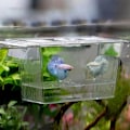 Miniatyrbillede 5 af 5: Akryl Akvarium Yngelkasse Opdræt Isolationsboks