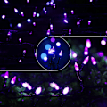 Pikkukuva 2 / 5: Halloween-valosarja ulkokäyttöön, 66 jalkaa 200 LED-valoa violetilla valolla