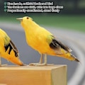 Miniatyrbillede 5 af 5: Fuglefigur Kunstig Fugl Have Kunstig Fjerdyr Eller