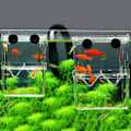 Miniatyrbillede 4 af 5: Akryl Akvarium Yngelkasse Opdræt Isolationsboks