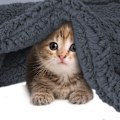 Miniatyrbild 3 av 3: Fleece hundtäcke, mjuk husdjurstäcke, kattfilt, valpkudde, husdjur