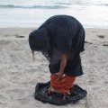 Miniatyrbilde 2 av 5: Badedrakt oppbevaringspose, strand badedrakt oppbevaringspose, dykkerdrakt, su
