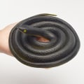 Miniatyrbillede 2 af 4: 80cm Tricky Legetøj Realistisk Falsk Slange Gummi Have Rekvisitter Joke Pr