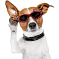Miniatyrbillede 5 af 5: Hunde Goggles, Solbriller til kæledyr, Sammenfoldelige Hunde Goggles UV Beskyttelse S