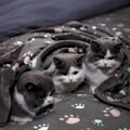 Pikkukuva 5 / 5: 3 kappaletta harmaa Paw Ultra-Soft Plush Koira/Kissa Peitto Medium (80 * 70