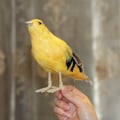 Miniatyrbillede 2 af 5: Fuglefigur Kunstig Fugl Have Kunstig Fjerdyr Eller