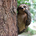 Miniatyrbilde 2 av 5: Sloth Tree Hugger Dekorasjon, Hage Peeker Sloth Skulpturer, Dyrekunst Yard Utendørs Dekorasjon Figur
