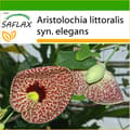 Saflax 80 siementä substraatilla - Piippuköynnös (Aristolochia Elegans)