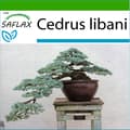 Saflax - 20 Bonsai Libanonsederfrø (Cedrus libani) med Substrat