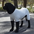 Miniatyrbild 4 av 5: Sommarhundkläder Andningsbara Anti-UV Elastiska Stora Hund Solskyddskläder Husdjur Fyrbent Kläder