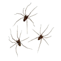 Miniatyrbilde 2 av 3: Gigantiske Edderkopp-Ørepynt Halloween Karneval Stud Ørepynt