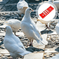 Miniatyrbild 3 av 4: Förvaringsställ för duvring, hållare för duvring, numrerade identifieringsringar