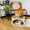 Miniatyrbillede 3 af 4: Kreative Kæledyr Kat Kradsestolpe 37 x 36 x 23 cm + Paphus | Cat Scratcher forstærket med krydsfiner | Møbelbeskytter kastanj