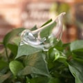 Miniatyrbild 2 av 5: XJ 10-pack glas självvattnare, transparenta fågelformade glober växtbevattning för inomhusväxter trädgårdsinsatser blommor
