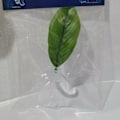 Miniatyrbillede 4 af 4: Bladformet Flydende Hængekøje til Akvarium, Plast, Grøn, 1 Enhed (3-pak)