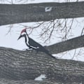 Pikkukuva 4 / 5: Tikli lintu siluetti metallinen puutarhakoriste puu