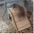 Miniatyrbilde 3 av 5: XJ-Hamster landskapstilbehør Hamster gjerde trapp leketøy