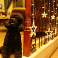Miniatyrbillede 3 af 5: LED-lysgardin med 12 stjerner - Juledekoration
