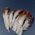 Miniatyrbillede 4 af 4: 4 valgfrie stilarter Ringneck Fasan Fjer fluebindingsmaterialer 20 stk. fasanvingefjer sadel tippet hvid plet kropsfjer