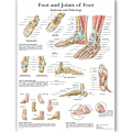 Miniatyrbild 1 av 4: Anatomisk Poster med Illustration av Skelettmuskler i Människofoten - Väggmålning