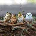 Miniatyrbillede 3 af 5: Liangnv Miniature Ugle Dekorative Figurer 8 Stk Mini Ugle Have Fe Figuriner Mos Landskab Bonsai Håndværk Hjem Indretning Ornamenter