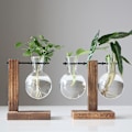 Miniatyrbild 3 av 5: Spara 30 % Skrivbord Glas Planter Glödlampa Vas Glödlampa Växt Terrarium Retro Massivt Trä Stativ AU Wood A3