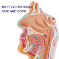 Miniatyrbillede 4 af 5: Næsehule Hals Anatomi Model Menneskelig Anatomisk Svælg Strubehoved Model Til Studerende Studie Display