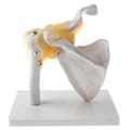 Mänsklig Skuldermodell, Flexibel, Anatomisk Skuldra