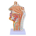 Miniatyrbillede 1 af 5: Næsehule Hals Anatomi Model Menneskelig Anatomisk Svælg Strubehoved Model Til Studerende Studie Display